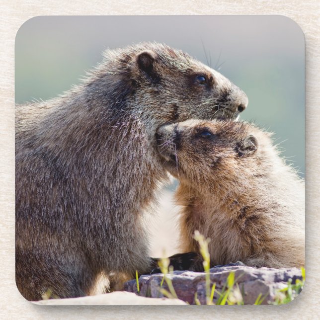 Marmot Mutter mit Baby Getränkeuntersetzer (Vorderseite)