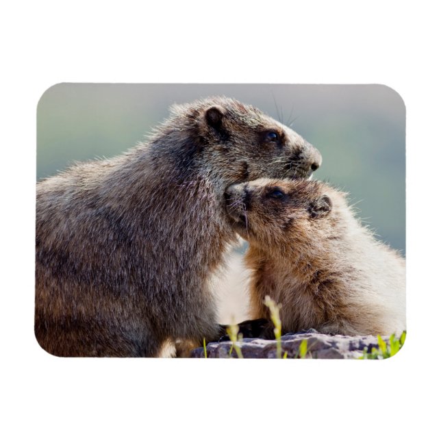Marmot Mutter mit Baby Magnet (Horizontal)