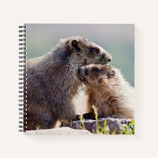 Marmot Mutter mit Baby Notizbuch (Vorderseite)