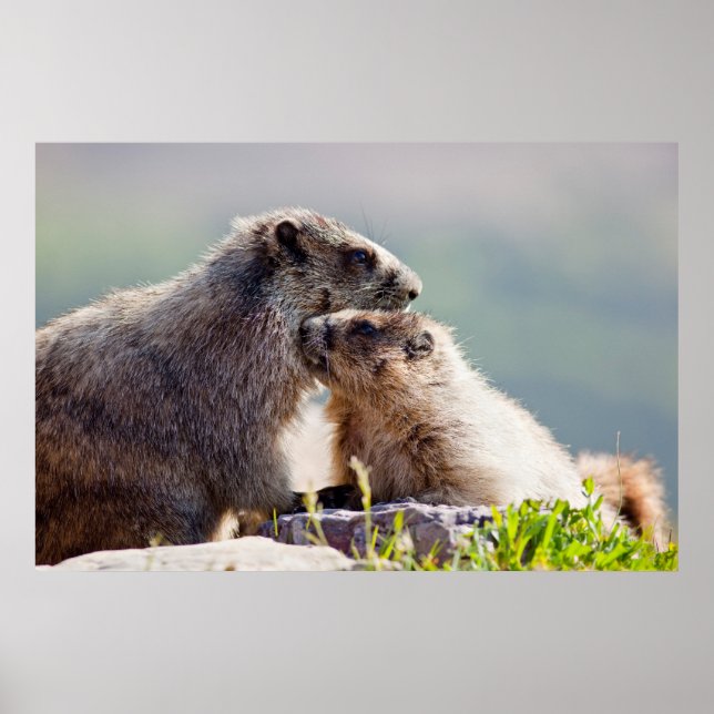 Marmot Mutter mit Baby Poster (Vorne)