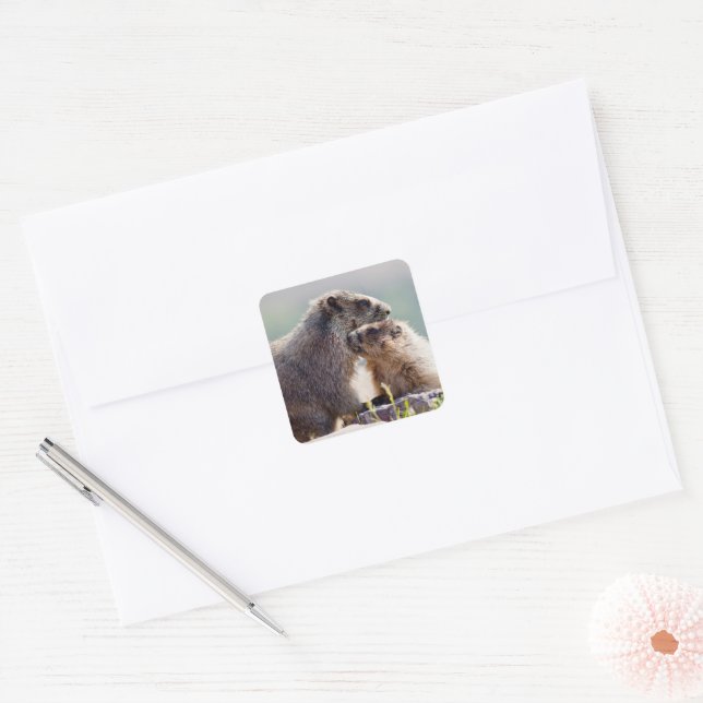 Marmot Mutter mit Baby Quadratischer Aufkleber (Umschlag)