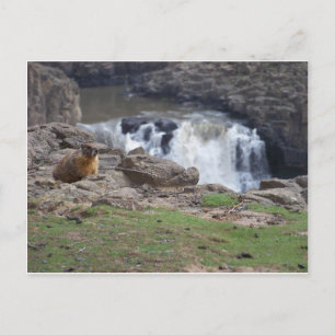Marmot neben den Palouse Falls Postkarte