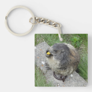 Marmot porte - clé