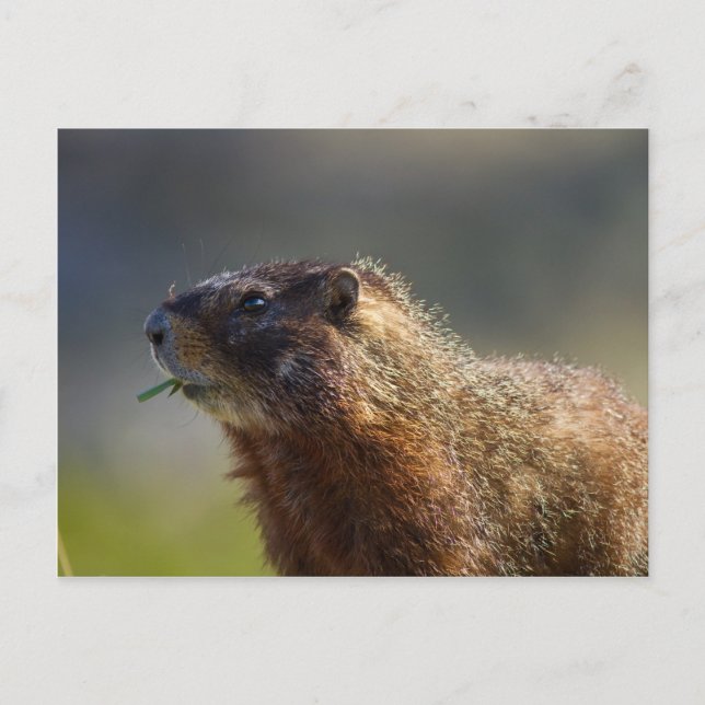 Marmot Postkarte (Vorderseite)