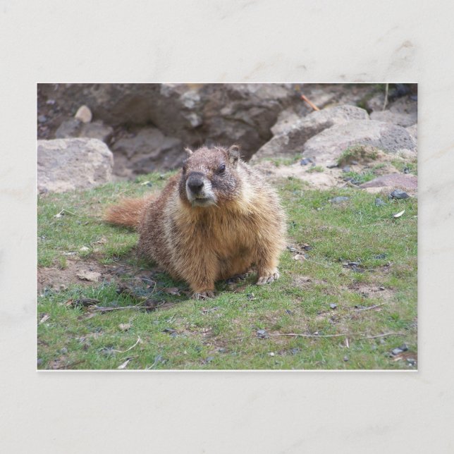 Marmot Postkarte (Vorderseite)