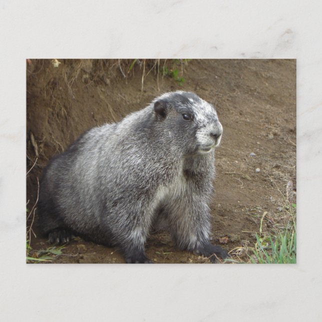 Marmot Postkarte (Vorderseite)