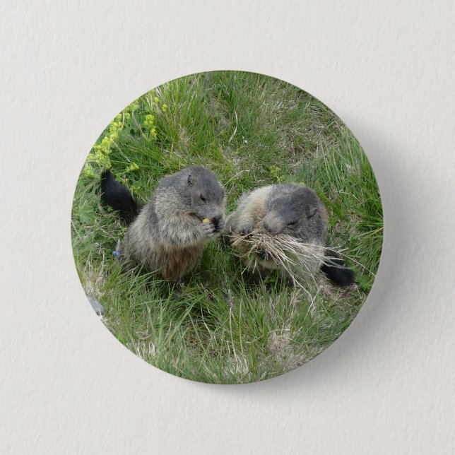 Marmot-Taste Button (Vorderseite)