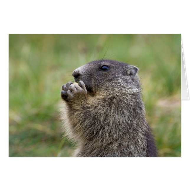 Marmota marmota (Devant horizontal)