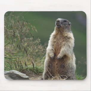 Marmota Mousepad