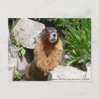 Marmots der San Juan Berge, Gran.. Postkarte