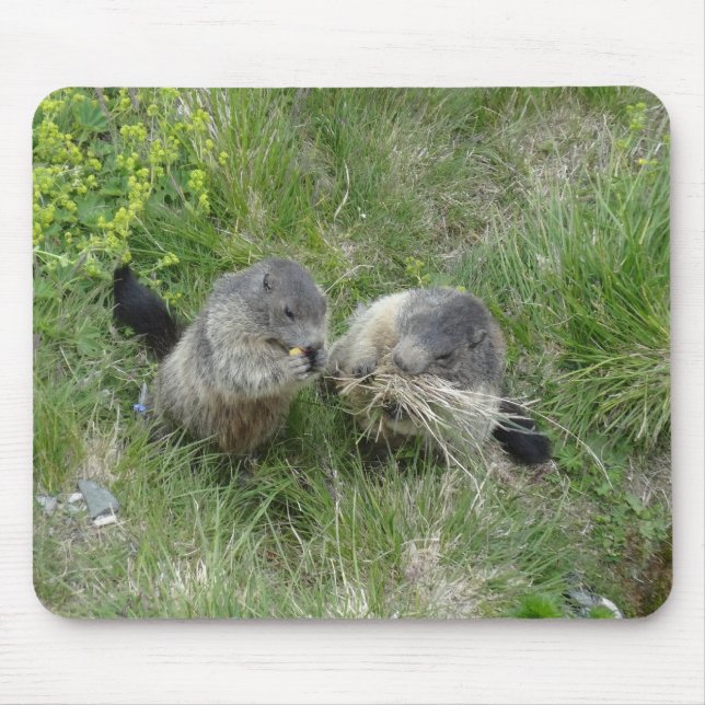 Marmots mousepad (Vorne)