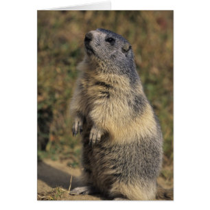 Marmotte alpine, Marmota marmota, adulte debout
