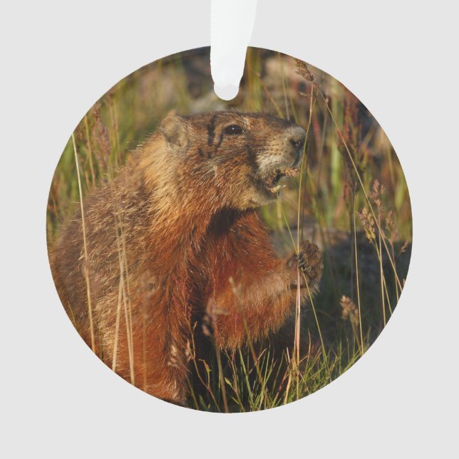 marmotte mangeant l'herbe (devant)
