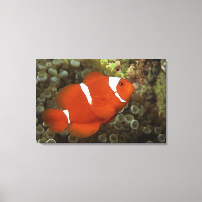 Maronclownfisch mit Anemon Leinwanddruck (Vorderseite)