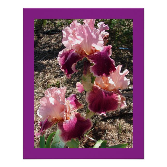 Maroon Blume Floral Iris Irish Mütter Day Card Poster (Vorderseite)