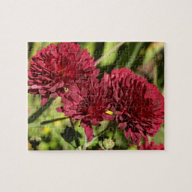 Maroon Chrysanthemums (Horizontal)