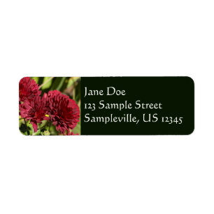 Maroon Chrysanthemums