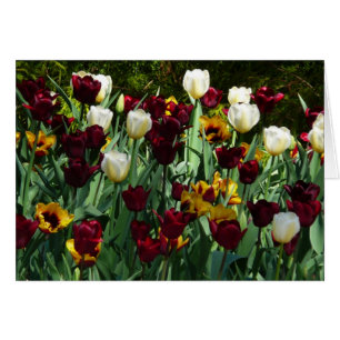 Maroon et Tulipes Jaunes Florales colorées