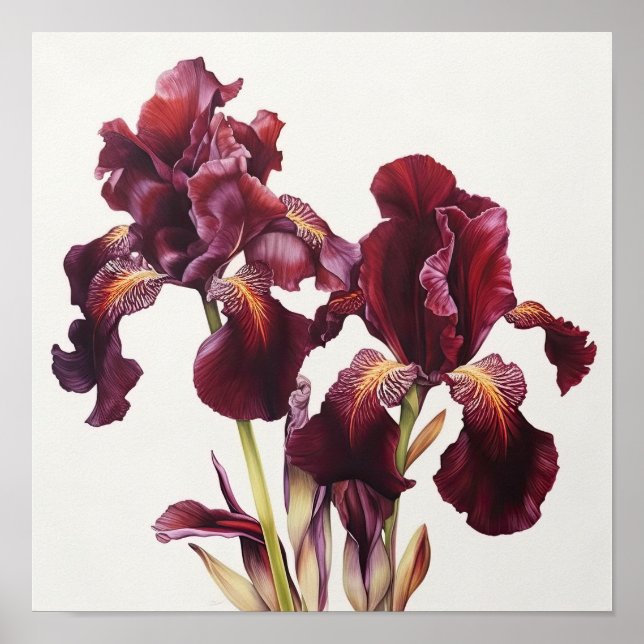 Maroon Iris Blume Art Print Poster (Vorne)