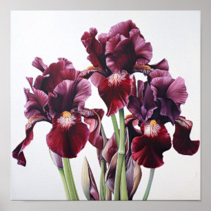 Maroon Irises Flower Art Imprimer Poster