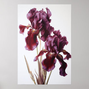 Maroon Irises Flower Art Imprimer Poster