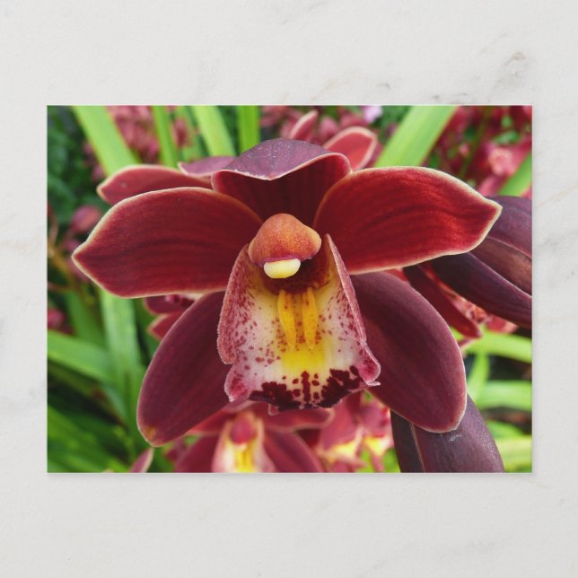 Maroon Orchids I Beautiful Red Floral Postkarte (Vorderseite)