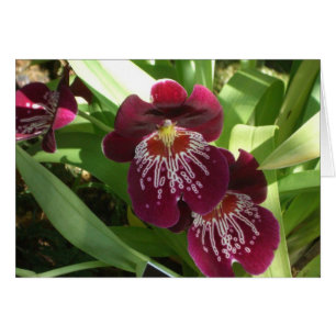 Maroon Orchids II