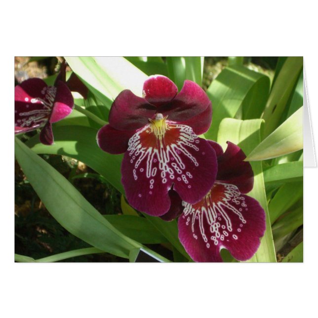 Maroon Orchids II Elegante (Vorderseite (Horizontal))