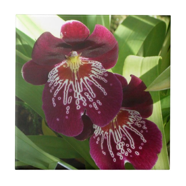 Maroon Orchids II Elegante Fliese (Vorderseite)