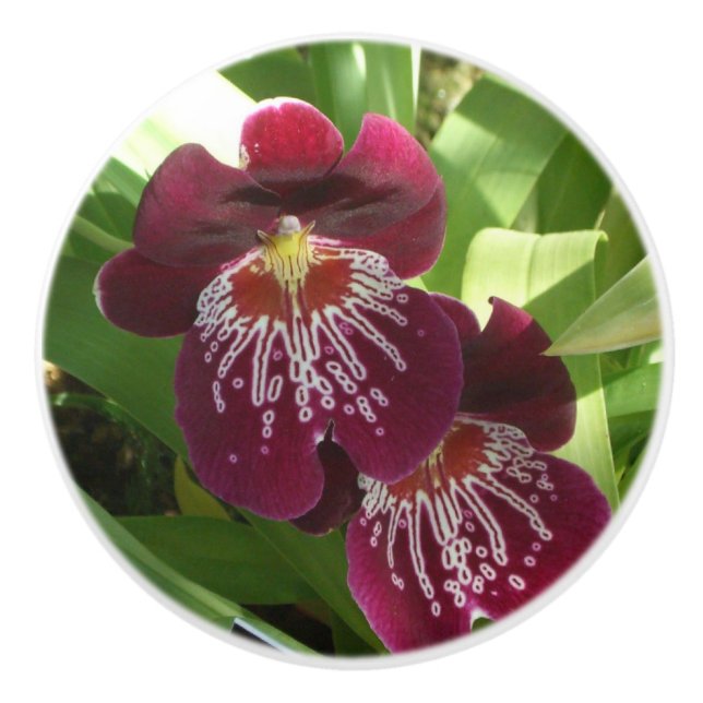 Maroon Orchids II Elegante Keramikknauf (Vorderseite)