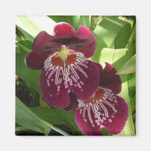 Maroon Orchids II Elegante Magnet