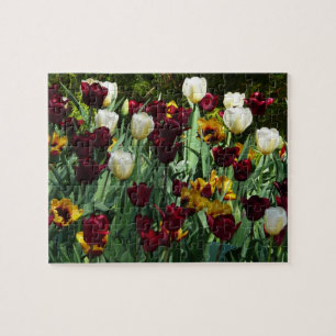 Maroon und Gelbe Tulips farbenfrohe Blumen