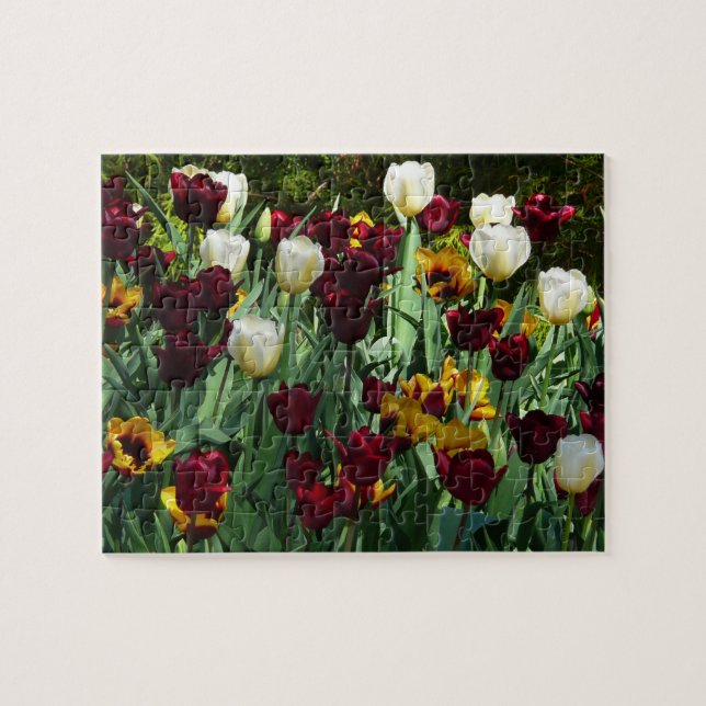 Maroon und Gelbe Tulips farbenfrohe Blumen (Horizontal)