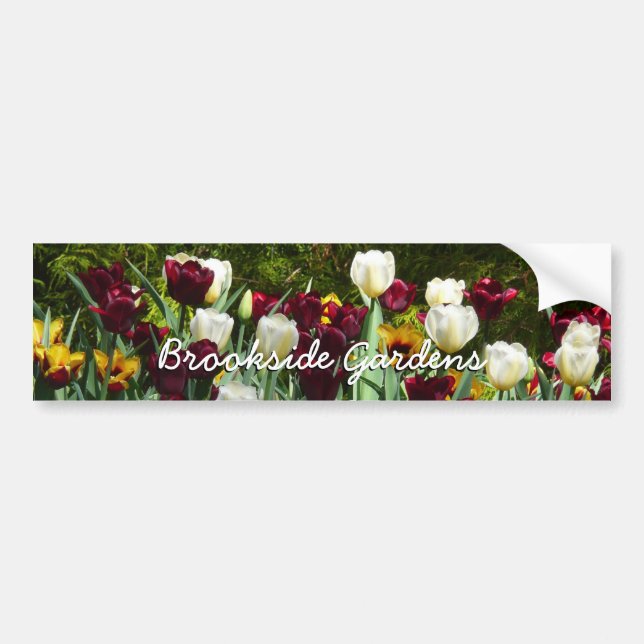 Maroon und Gelbe Tulips farbenfrohe Blumen Autoaufkleber (Vorne)