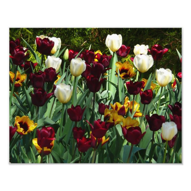 Maroon und Gelbe Tulips farbenfrohe Blumen Fotodruck (Vorne)