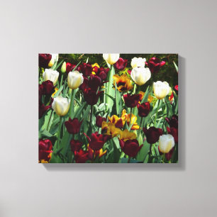 Maroon und Gelbe Tulips farbenfrohe Blumen Leinwanddruck