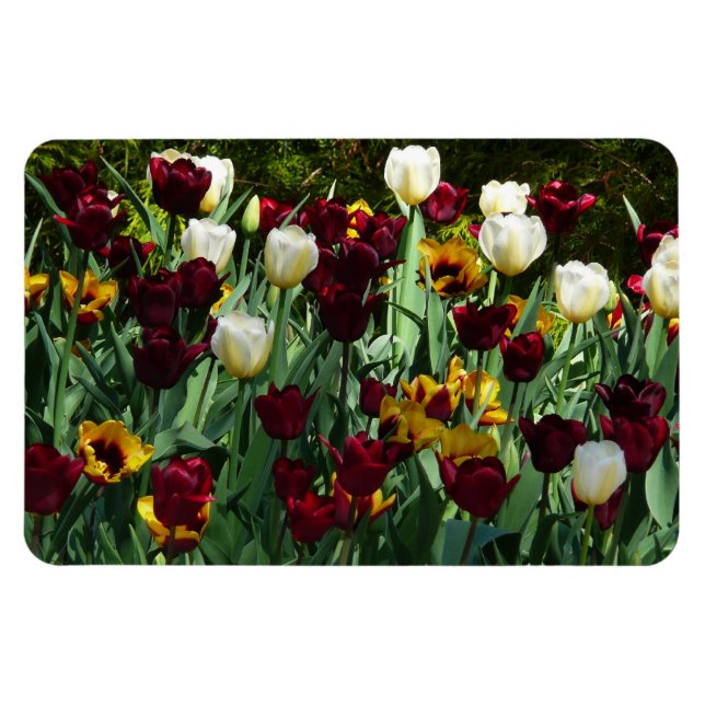 Maroon und Gelbe Tulips farbenfrohe Blumen Magnet (Horizontal)