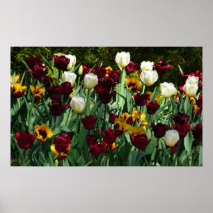Maroon und Gelbe Tulips farbenfrohe Blumen Poster