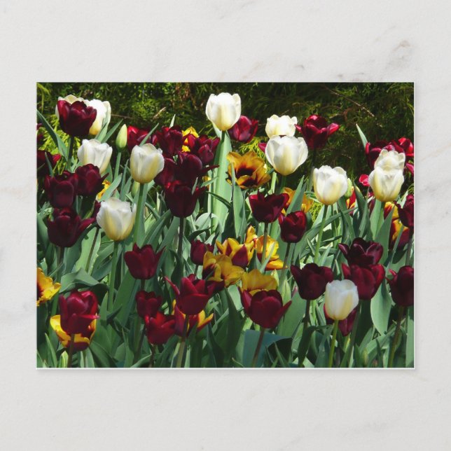 Maroon und Gelbe Tulips farbenfrohe Blumen Postkarte (Vorderseite)