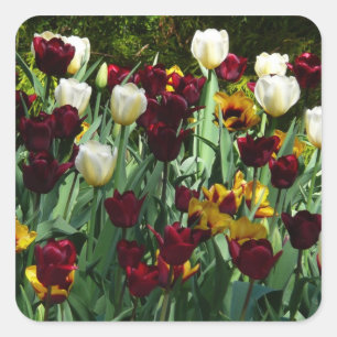 Maroon und Gelbe Tulips farbenfrohe Blumen Quadratischer Aufkleber