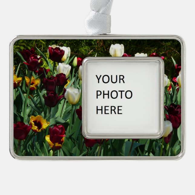 Maroon und Gelbe Tulips farbenfrohe Blumen Rahmen-Ornament Silber (Vorderseite)