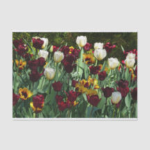 Maroon und Gelbe Tulips farbenfrohe Blumen