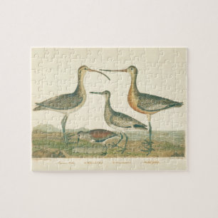 Marsh Bird Curlew Snipe Vogelbeobachtung