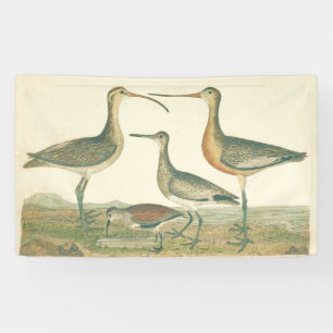 Marsh Bird Curlew Snipe Vogelbeobachtung Banner