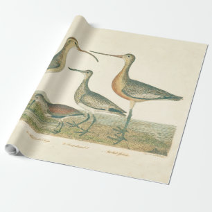 Marsh Bird Curlew Snipe Vogelbeobachtung Geschenkpapier