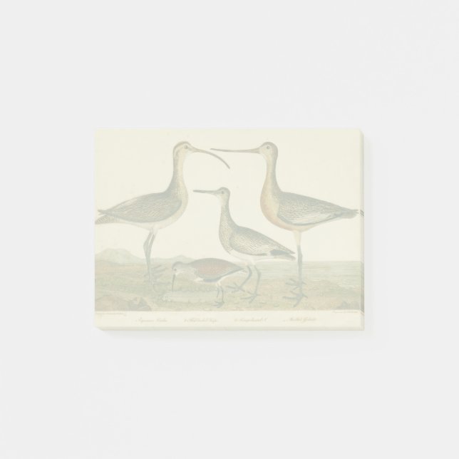 Marsh Bird Curlew Snipe Vogelbeobachtung Post-it Klebezettel (Vorderseite)
