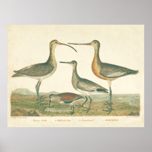 Marsh Bird Curlew Snipe Vogelbeobachtung Poster