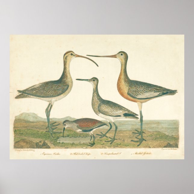 Marsh Bird Curlew Snipe Vogelbeobachtung Poster (Vorne)