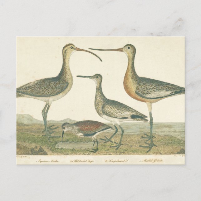 Marsh Bird Curlew Snipe Vogelbeobachtung Postkarte (Vorderseite)