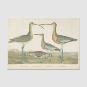 Marsh Bird Curlew Snipe Vogelbeobachtung Seidenpapier